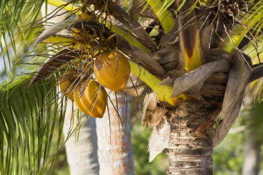 Palmiye ağacında yetişen cocomuts meyvelerinin yakın görünümü