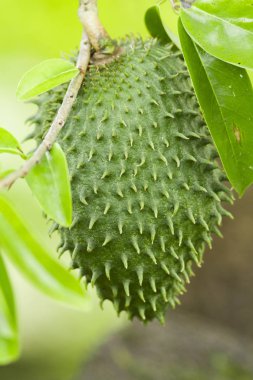 Soursop, dikenli muhallebi elma.