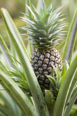 Yeşil yapraklar arasında olgun ananas meyve