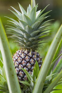 Yeşil yapraklar arasında olgun ananas meyve