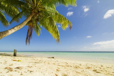 Kumlu plaj ve palmiye ağaçları ile pastoral deniz manzarası