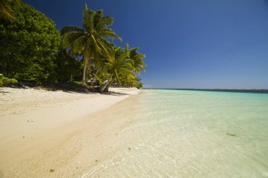 Palmiyeli tropikal ada