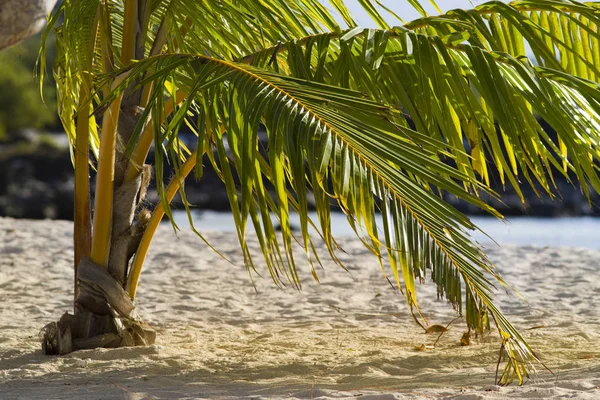 Junge Kokospalmen Sandstrand — Stockfoto