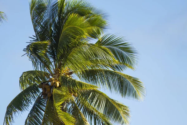 Blick Auf Die Reifende Kokospalme — Stockfoto