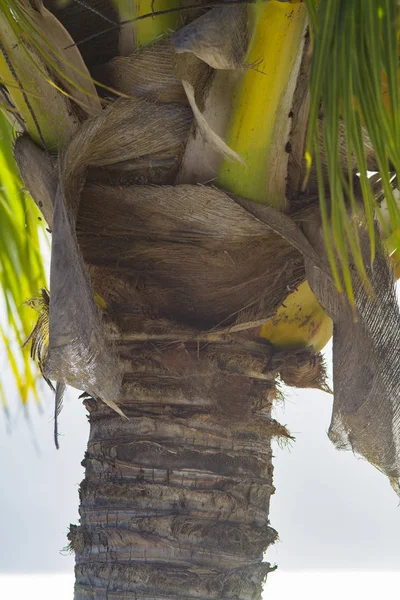 Bagagliaio Palma Con Corteccia Essiccata — Foto Stock
