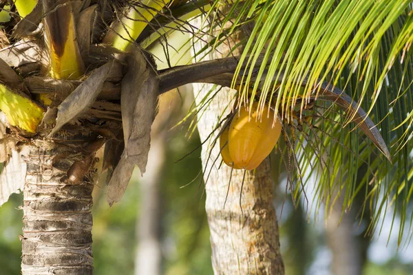 Vue Rapprochée Des Fruits Noix Coco Poussant Sur Palmier — Photo