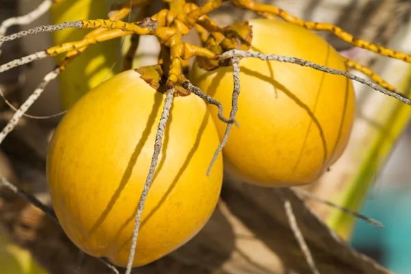 Vista Ravvicinata Dei Frutti Cocco Che Crescono Sulle Palme — Foto Stock