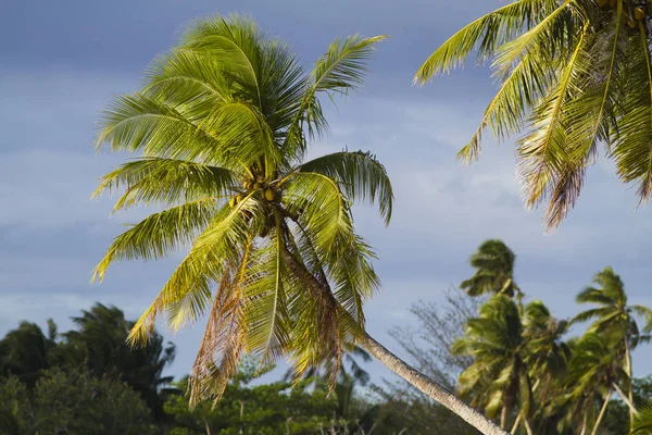 Kokospalmen Vor Blauem Himmel — Stockfoto