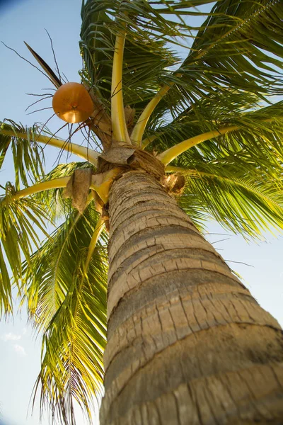 Vista Cercana Maduración Palma Coco —  Fotos de Stock