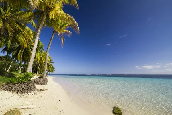 Paradise Island Kék Tengeri Kókusz Pálmák Fák — Stock Fotó