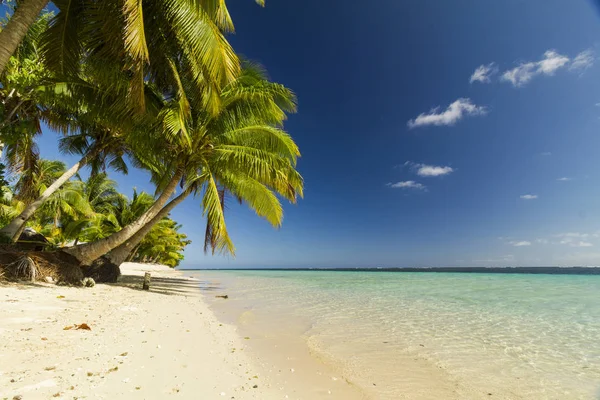 Tropický Ostrov Tyrkysovou Vodou Palmami — Stock fotografie