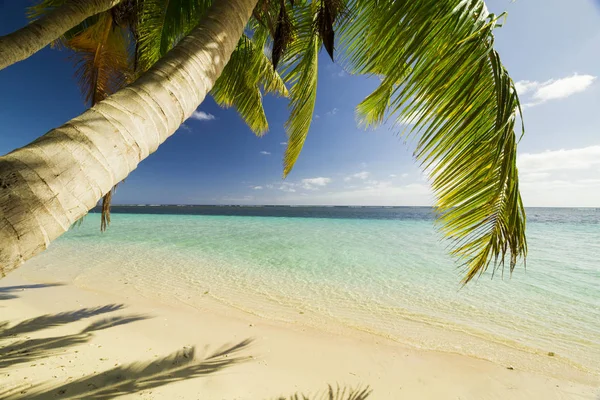 Vista Através Palmeiras Tropicais Mar Azul Turquesa — Fotografia de Stock