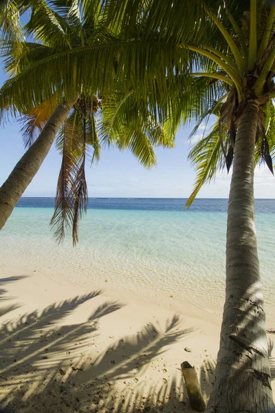 Вид Через Тропические Пальмы Бирюзовое Море — стоковое фото