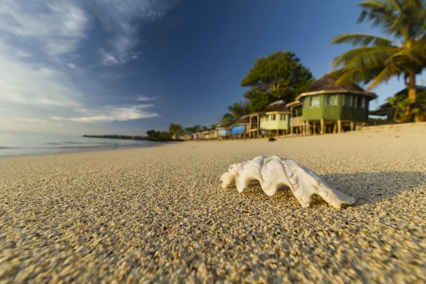 Seashell on sand beach with blurred bungalows on background