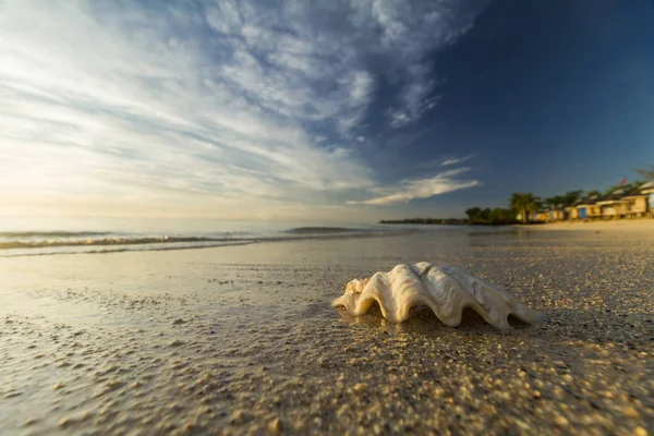 Seashell on sand beach with blurred bungalows on background