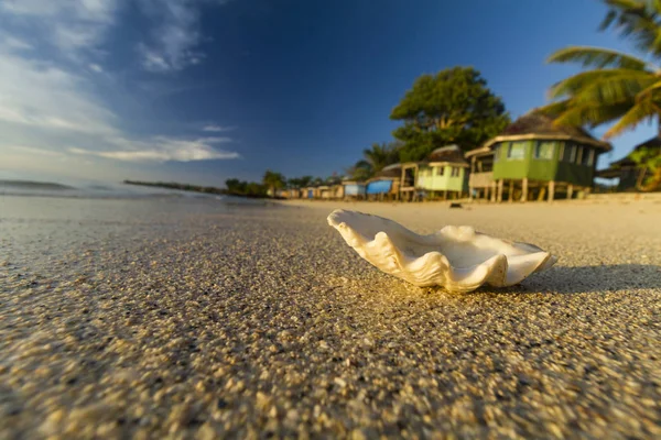 Arka planda bulanık bungalovlar ile kum plajda Seashell