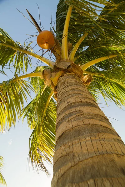 Blick Von Unten Auf Palme Auf Tropischem Hintergrund — Stockfoto