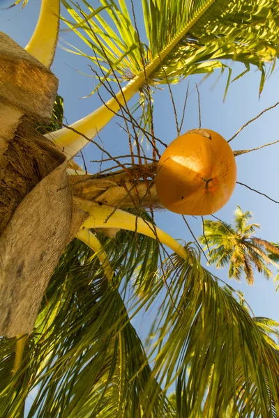 Blick Von Unten Auf Palme Auf Tropischem Hintergrund — Stockfoto