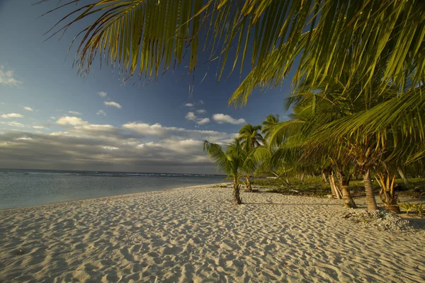 Summertime background of tropical island with coconut palms and sea