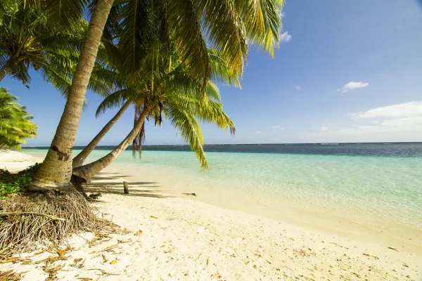 Fundo Verão Ilha Tropical Com Coqueiros Mar — Fotografia de Stock