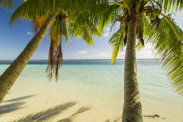 Vista Através Palmeiras Tropicais Mar Azul Turquesa — Fotografia de Stock