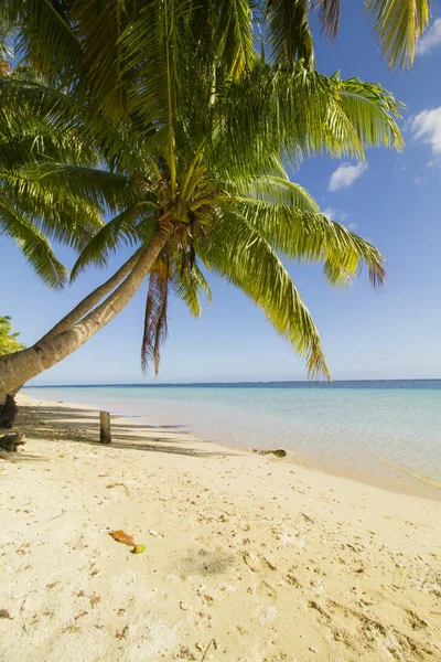 Idyllic Seascape Sandy Beach Palms Trees — Stock Photo, Image