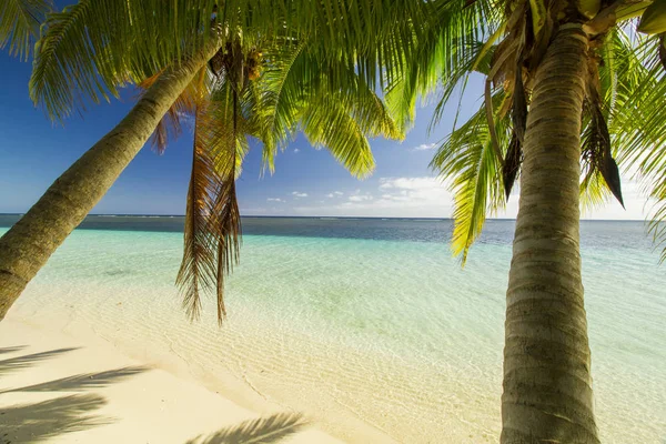 Výhled Přes Tropické Palmy Tyrkysové Moře — Stock fotografie