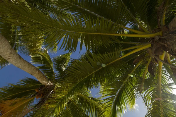 Palmeras Coco Contra Cielo Azul —  Fotos de Stock