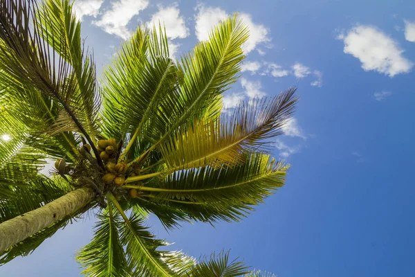 Kokospalmen Vor Blauem Himmel — Stockfoto