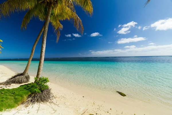 Tropical Island Palms — Stock Photo, Image