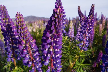 Arka planda dağlar ile Lupine çiçekler