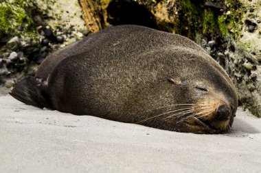 Doğal yaşam da kürk mührü