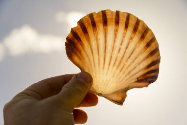 Deniz kabuğu tutan insan eli