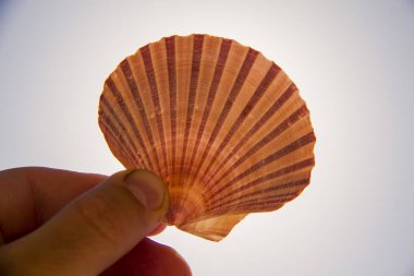 Deniz kabuğu tutan insan eli