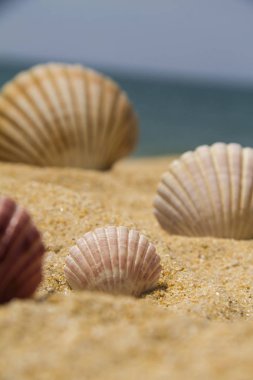 Kumlu plajda deniz kabukları grubu