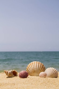 Sahilde deniz kabukları grubu