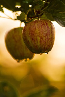 Dallarda asılı meyveli elma ağacı