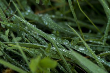 Sabah çiğ ile yeşil çimen