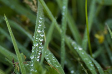 Sabah çiğ ile yeşil çimen