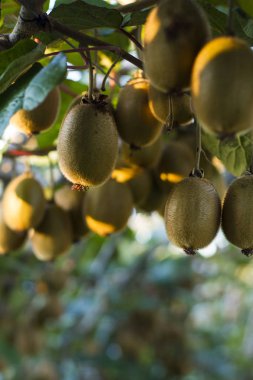 Kabarık meyveile kivi ağacı 