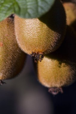 Kabarık meyveile kivi ağacı 