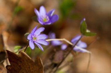 Bulanık çim arka plan üzerinde mor croci çiçekler