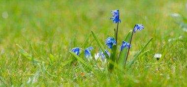 Parlak yeşil çimenler üzerinde mavi çiçekler