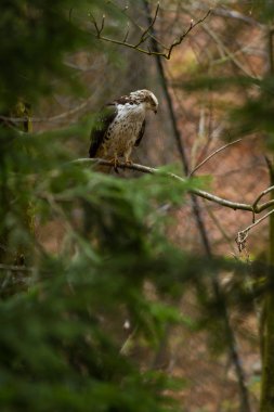 Vahşi Şahin kuşu ağaçta oturuyor