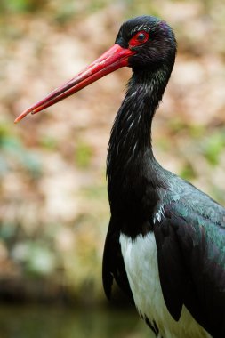 Siyah leylek, doğal yaşam da yabani kuş.