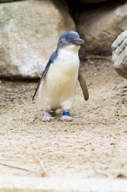 Doğal yaşam da sevimli penguen