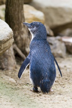 Doğal yaşam da sevimli penguen