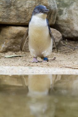 Doğal yaşam da sevimli penguen