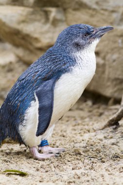 Doğal yaşam da sevimli penguen