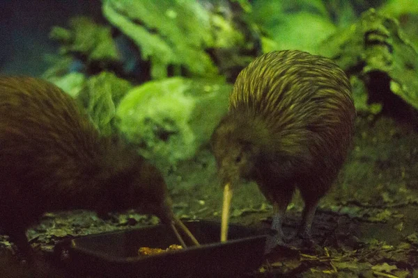 Kiwi birds eating food from feeder